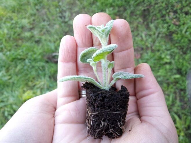 Crete: Tea Tasting Experience With Organic Herbs - Directions