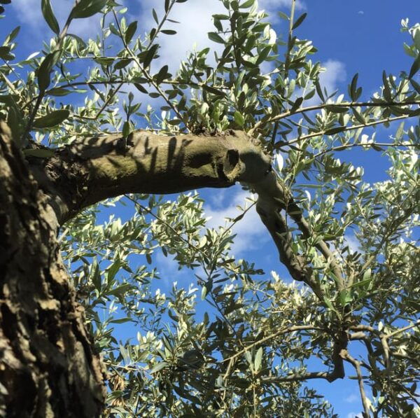 Crete, Visit Cave of Zeus, Taste 0live Oil and Cretan Food - Cultural Exploration