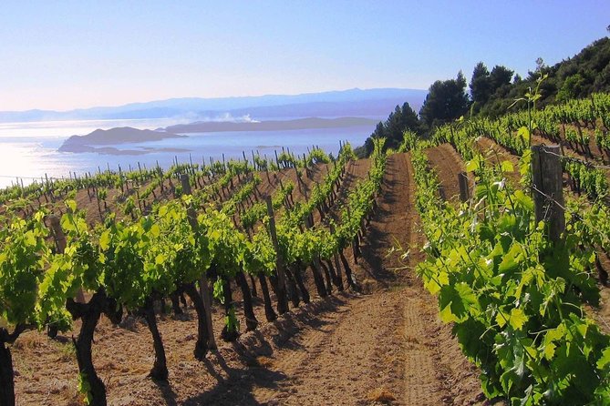 Crete Wine & Olive Oil Tour - Reviews
