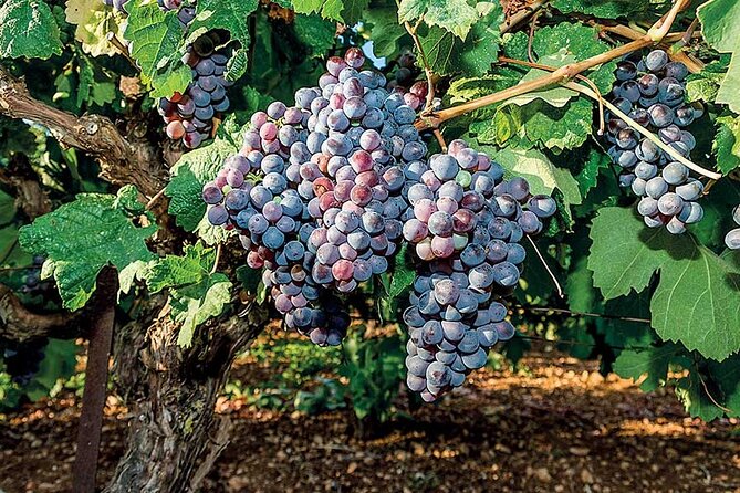Crete Wine & Olive Oil Tour - Terms and Conditions