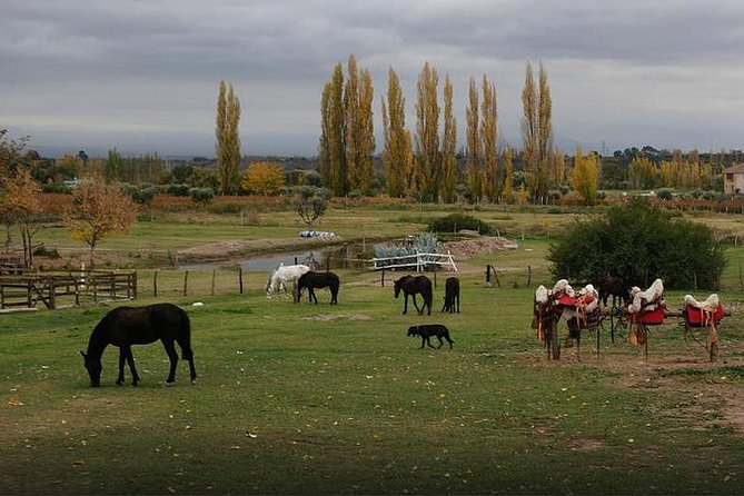 Criolla Horseback Riding - Operation Details