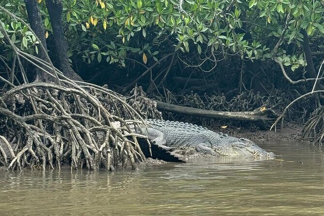 Croc Spotting Jetski Experience in Cairns City - Good To Know
