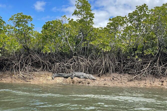 Croc Spotting Jetski Experience in Cairns City - An In-Depth Look at the Croc Spotting Jetski Tour