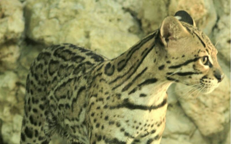 Croco Cun Zoo Ticket in Cancun - The crocodile, deer and boa encounters