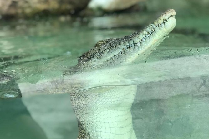 Crocodile Adventureland Langkawi Admission Ticket - Experience Highlights