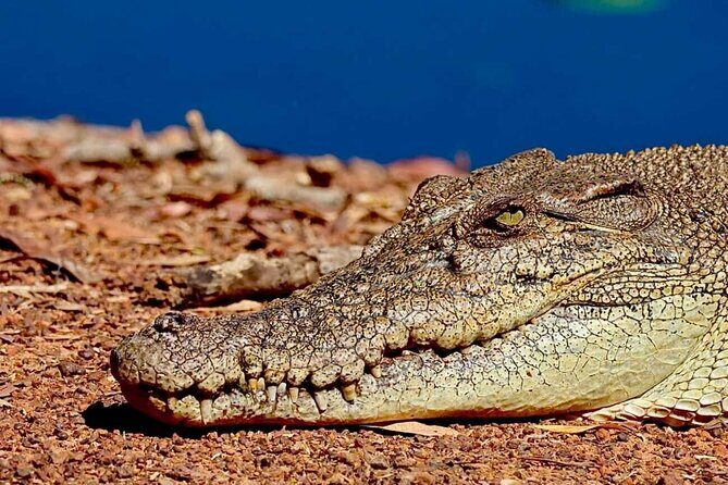Crocodile Jumping Boat Cruise with Transfer from Darwin - Who Is This Tour Best For?