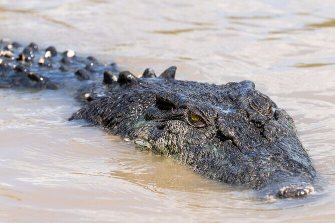 Crocodile Jumping Boat Cruise with Transfer from Darwin - FAQs