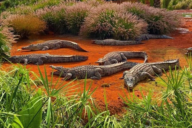Crocodile Park+ Coco Polizzi Including Transportation and Entrance - Pickup Information