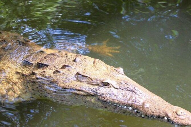 Crocodile Safari/Pelican Bar Combo. - Good To Know