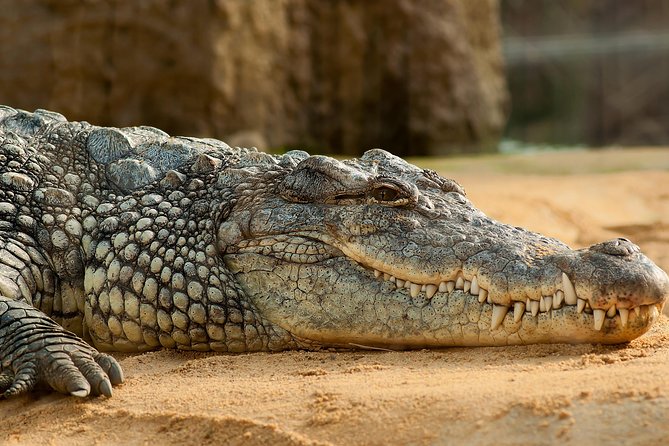 Crocoparc Tour From Agadir & Taghazout Tickets - Good To Know