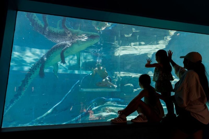 Crocosaurus Cove Ticket - What to Know Before You Go