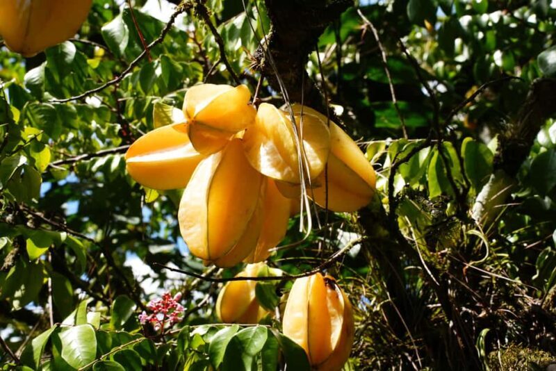 Croydon in the Mountains - Eco Farm Tour with Lunch - Who Would Love This Tour?