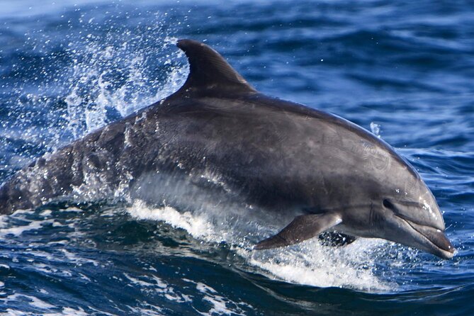 Cruise and Snorkeling With Dolphins Including Lunch From Hurghada - Experience Overview