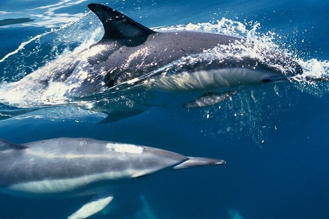 Cruise and Snorkeling With Dolphins Including Lunch From Hurghada - Transportation Details
