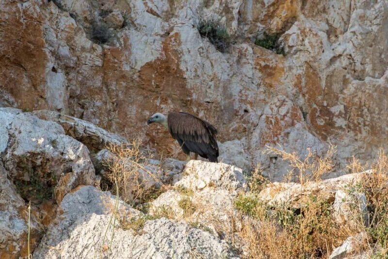 Cruise at Golden Beach and Blue cave, explore island Plavnik - Practicalities and Value