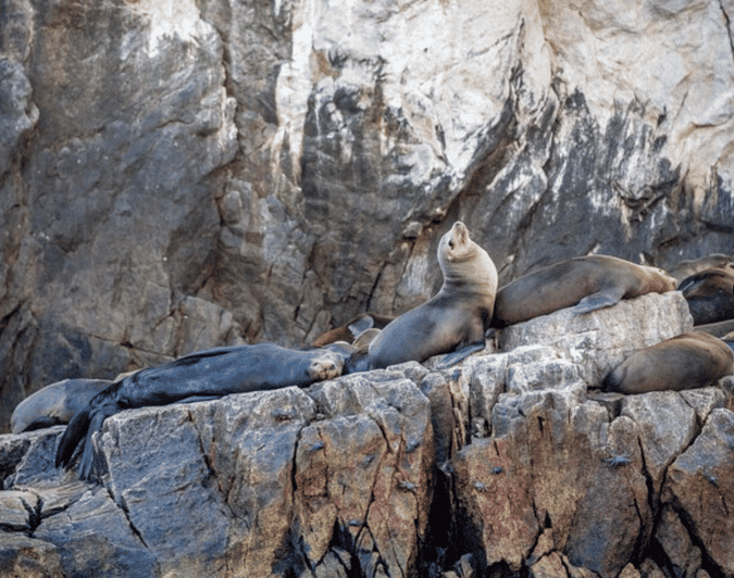 Cruise Date Delight! La Paz: Swim With Sea Lions! - Good To Know