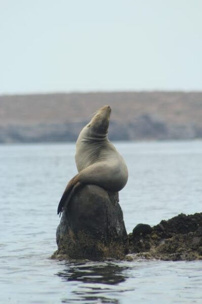 Cruise Date Delight! La Paz: Swim With Sea Lions! - Weather Conditions