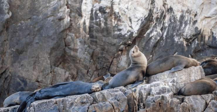 Cruise Date Delight! La Paz: Swim With Sea Lions! - Good To Know