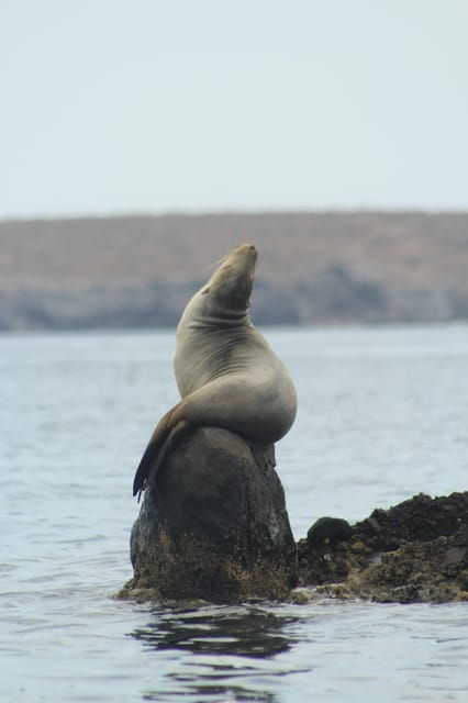 Cruise Date Delight! La Paz: Swim With Sea Lions! - Inclusions