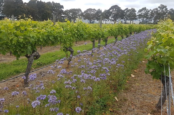 Cruise Excursion - Wines of Marlborough Tour - Reviews and Customer Feedback