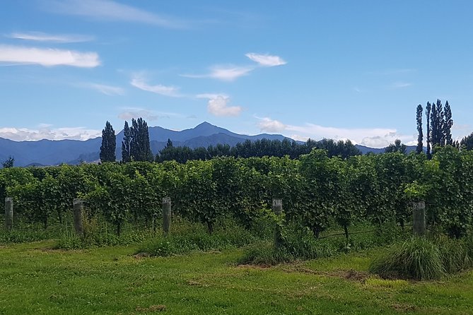 Cruise Excursion - Wines of Marlborough Tour - The Sum Up