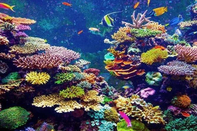 Cruise Experience From Aqaba - Accessibility and Expectations