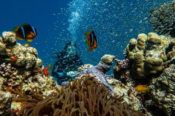 Cruise Experience From Aqaba - Pricing and Special Offers