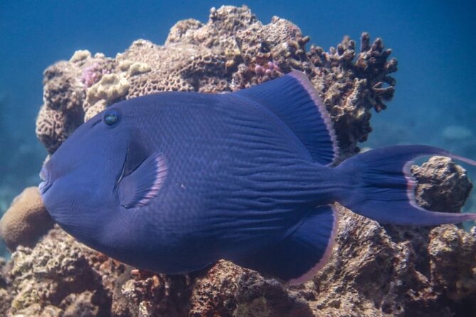 Cruise Experience From Aqaba - Transportation and Amenities