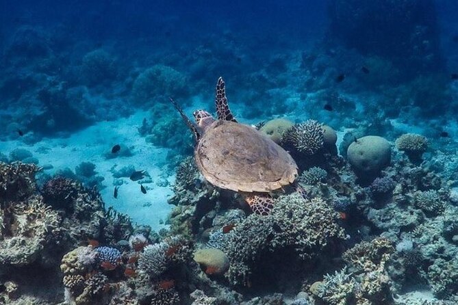 Cruise Experience Half-Day From Aqaba - Special Offer Details
