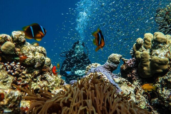 Cruise Experience Half-Day From Aqaba - Additional Information