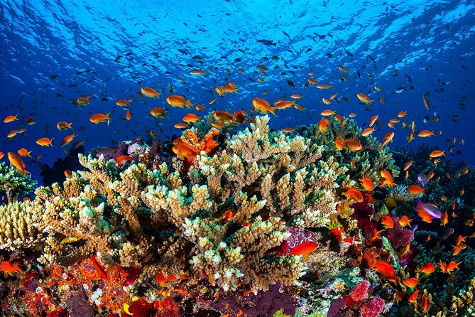 Cruise Experience Half-Day From Aqaba - Price Information