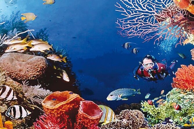 Cruise Experience Half-Day From Aqaba - Terms and Conditions