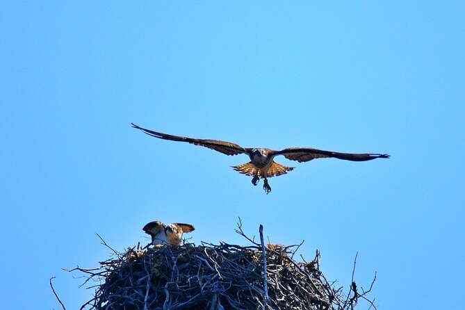 Cruise in a small group in Scandola Girolata Calanques de Piana - Who Would Love This Experience?  