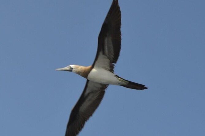 Cruise in Marietas Island with Lunch and Open Bar - The Itinerary in Detail
