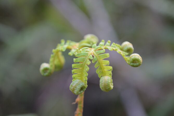 Cruise & Rainforest Walk - Franz Josef Glacier - Scenic Cruise on Lake Mapourika