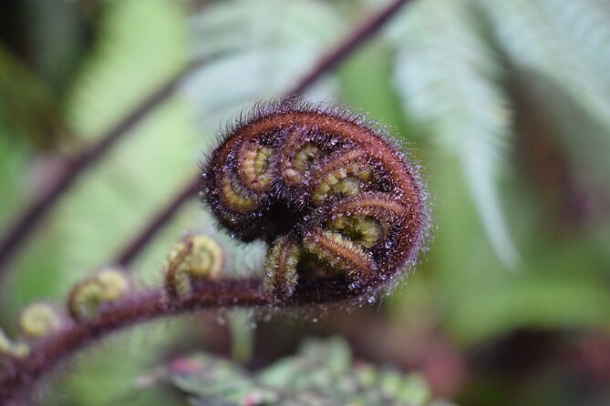 Cruise & Rainforest Walk - Franz Josef Glacier - Inclusions and Meeting/Pickup Information