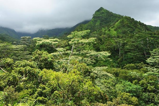 Cruise Ship Excursion: Kauai – Wailua River Cruise & Fern Grotto - Guided Tour of Fern Grotto