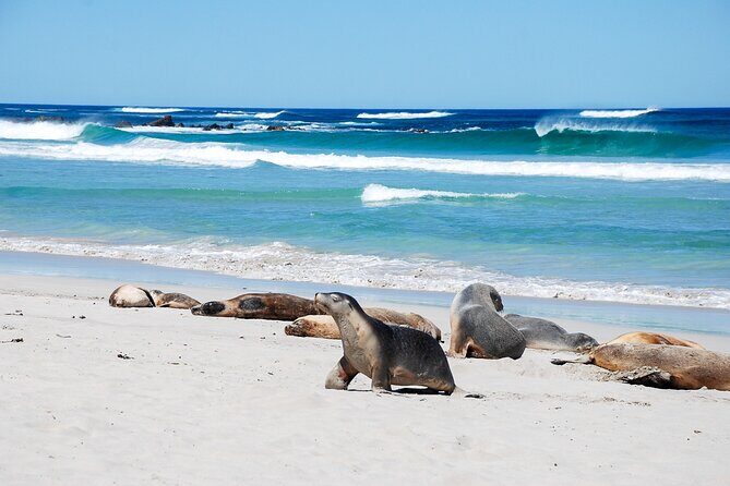 Cruise Ship Flinders Chase Tour - Detailed Breakdown of the Itinerary