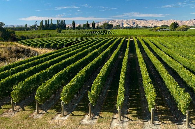Cruise Ship Half-Day Marlborough Wine Region Tour From Picton - Pricing and Booking
