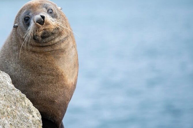 Cruise Ship Shore Excursion: Nature Viewing Penguin Monitoring - Meeting and Pickup Details