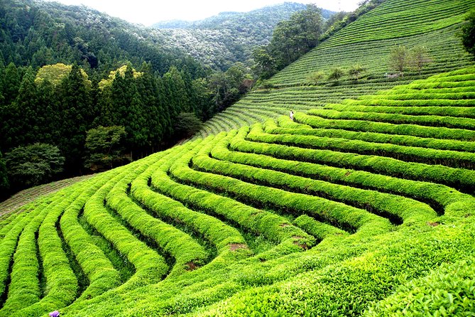 Cruise Ship Shore Excursions - Colombo Port - Ceylon Tea Tour - Good To Know
