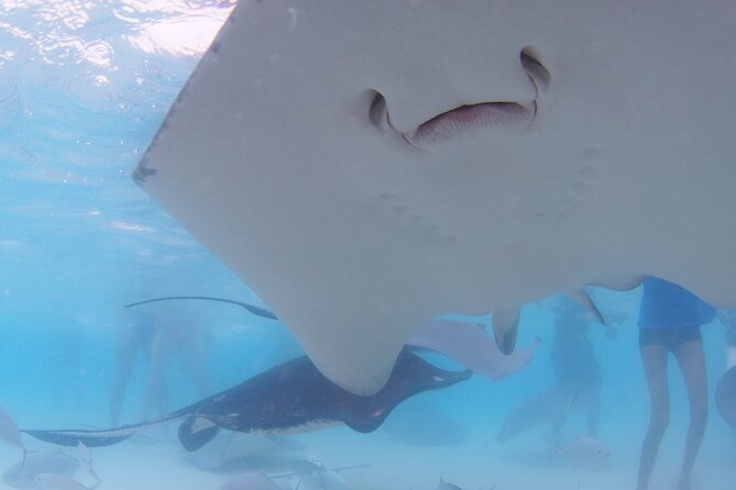 Cruise Ship Shore Tour - Stingray City, Reef Snorkel and Starfish - Reef Snorkeling Adventure