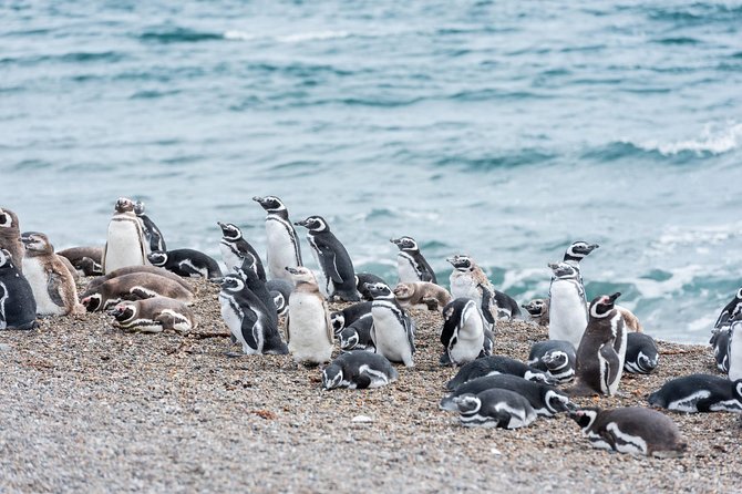 Cruise Shore Excursion Ea San Lorenzo Peninsula Valdes - Patagonia - Argentina - Pricing and Booking Details