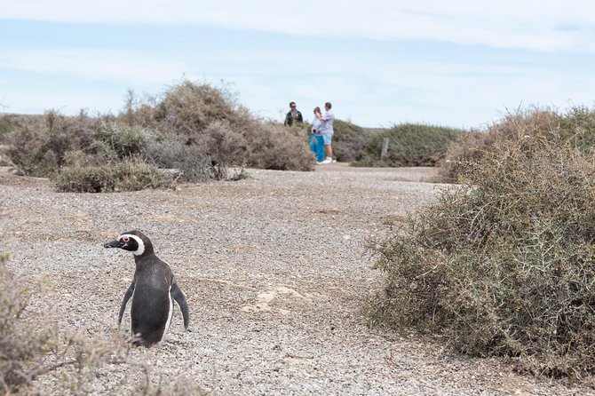 Cruise Shore Excursion Ea San Lorenzo Peninsula Valdes - Patagonia - Argentina - Customer Reviews and Ratings