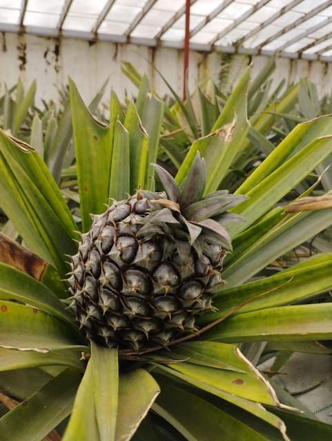CRUISE SHORE EXCURSION - FIRE LAKE, PINEAPPLE & TEA - Tour Description
