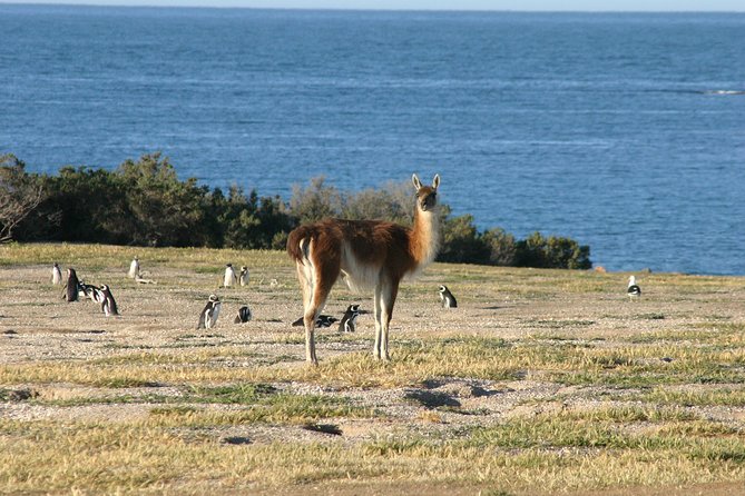 Cruise Shore Excursion Punta Tombo Tour - Puerto Madryn - Patagonia - Argentina - Tour Overview