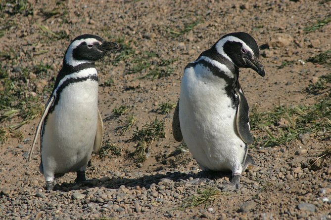 Cruise Shore Excursion Punta Tombo Tour - Puerto Madryn - Patagonia - Argentina - Pricing and Booking Details