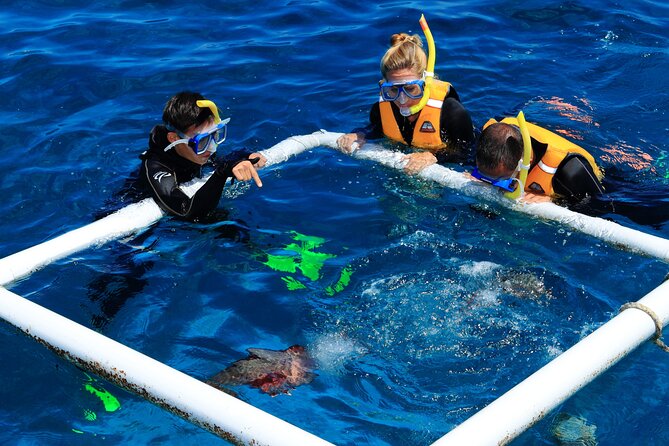Cruise to Outer Reef - Cruise Return Plus 10 Minute Scenic Flight - Tour Overview and Experience Details
