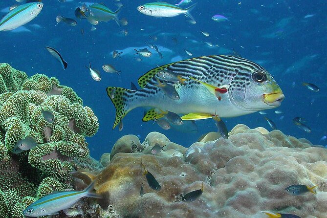 Cruise to Outer Reef - Cruise Return Plus 10 Minute Scenic Flight - Additional Information