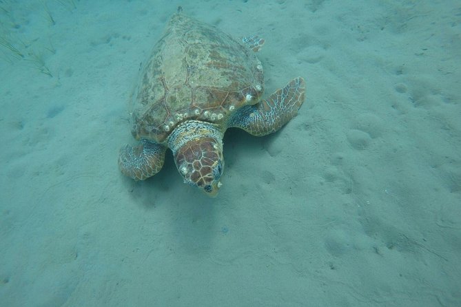 Cruise to Turtles Island and Caves With a Glass Bottom Boat - Recommendations